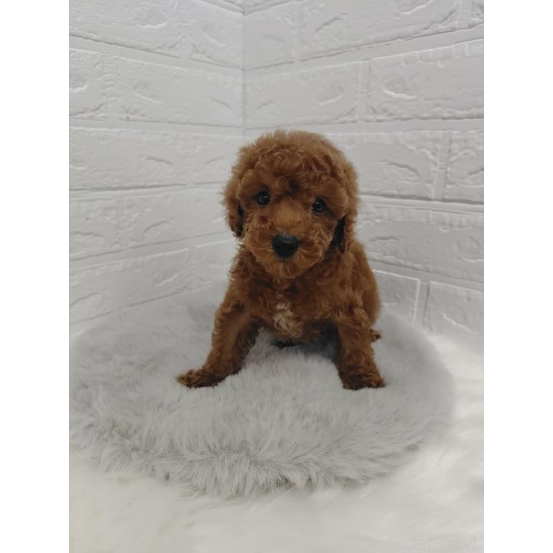 販売中の岡山県のタイニープードル-423358の3枚目