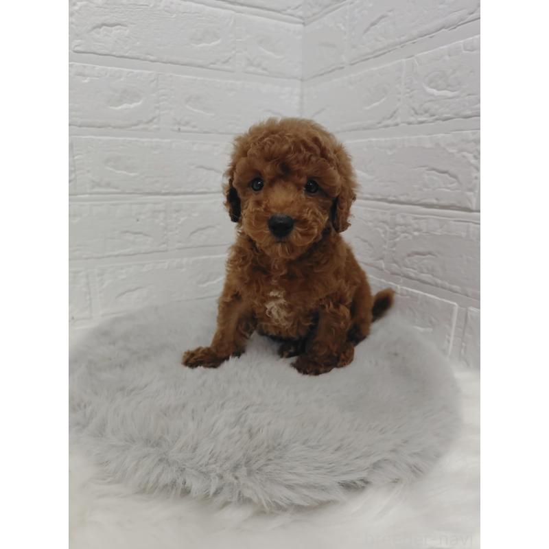 販売中の岡山県のタイニープードル-423358の2枚目