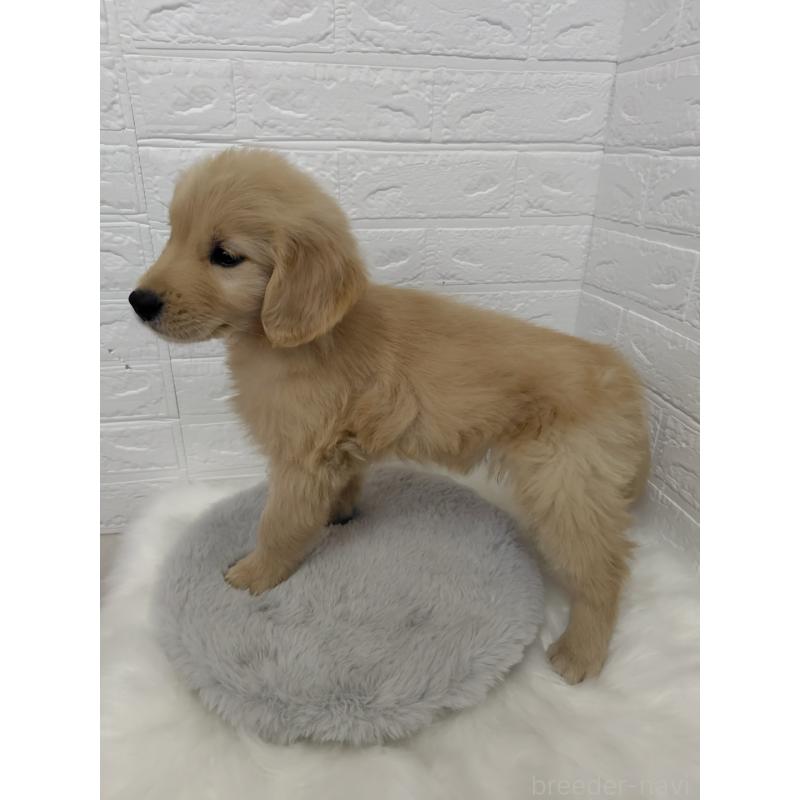 販売中の岡山県のゴールデンレトリーバー-423360の10枚目