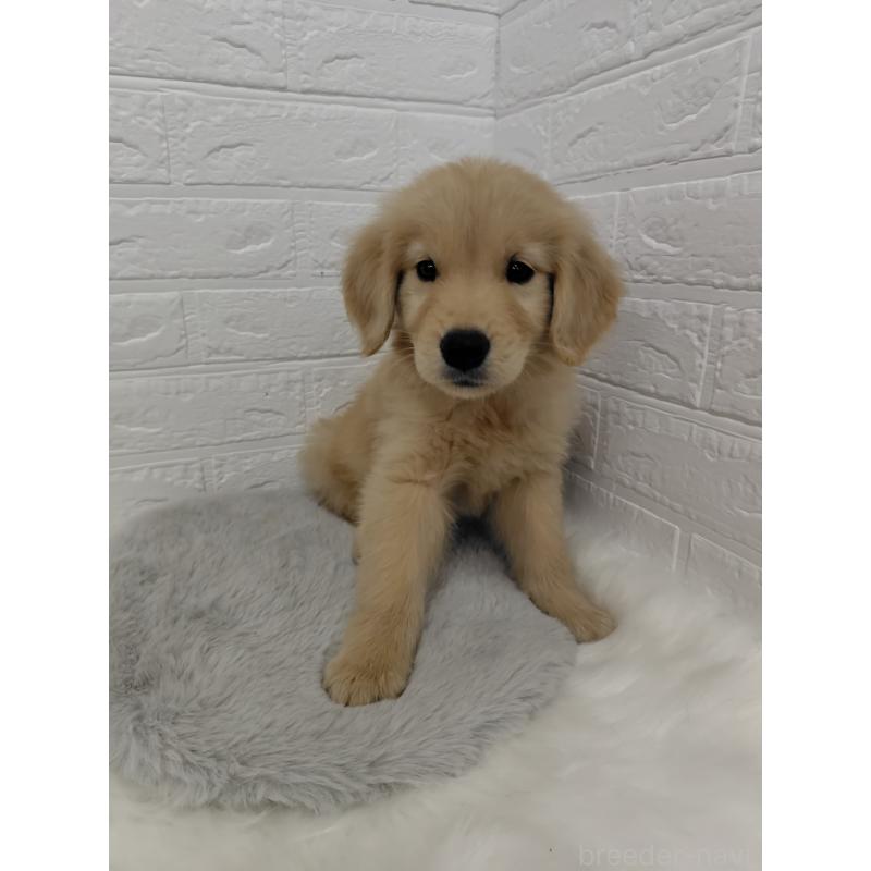 販売中の岡山県のゴールデンレトリーバー-423360の7枚目