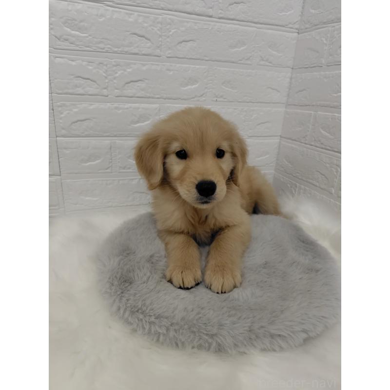 販売中の岡山県のゴールデンレトリーバー-423360の5枚目