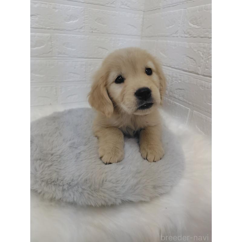 販売中の岡山県のゴールデンレトリーバー-423361の12枚目