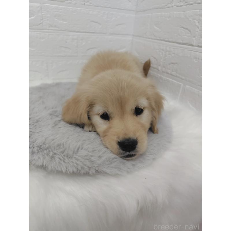 販売中の岡山県のゴールデンレトリーバー-423361の10枚目