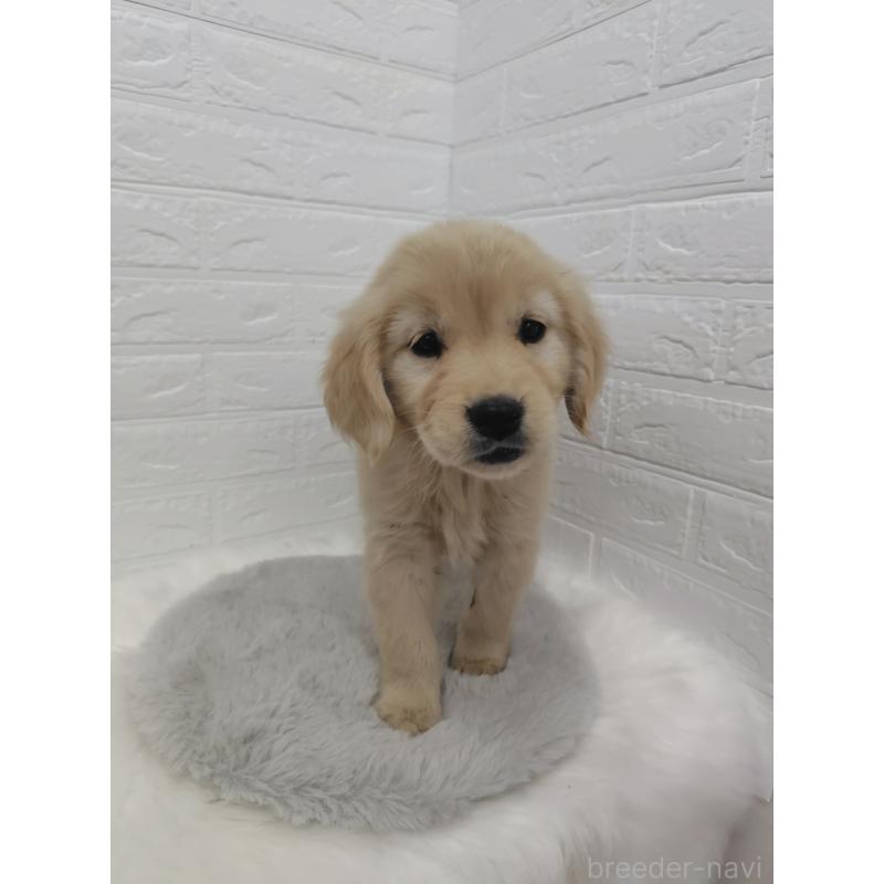 販売中の岡山県のゴールデンレトリーバー-423361の9枚目