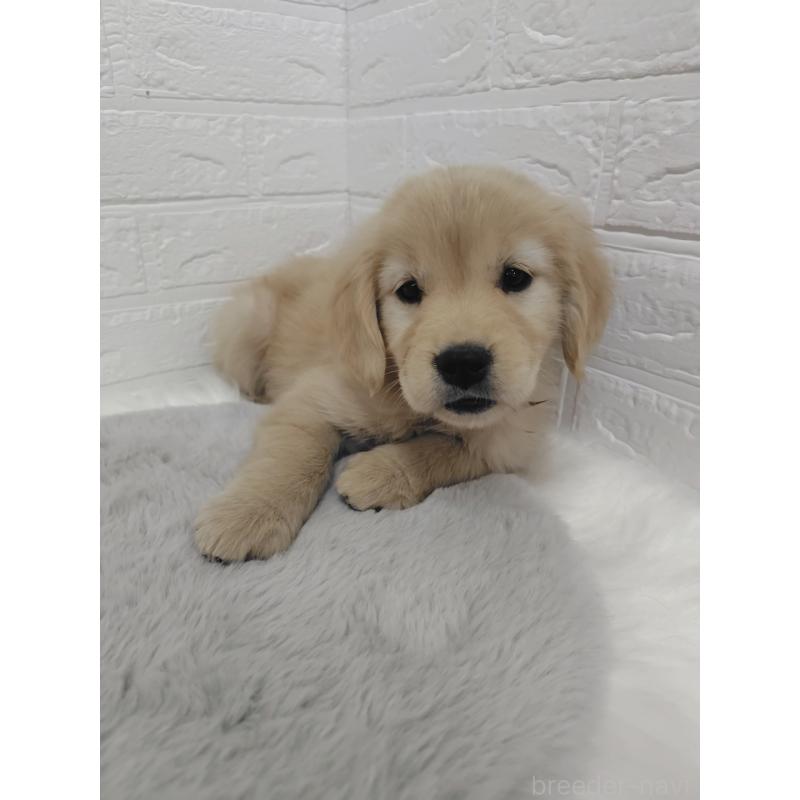 販売中の岡山県のゴールデンレトリーバー-423361の8枚目