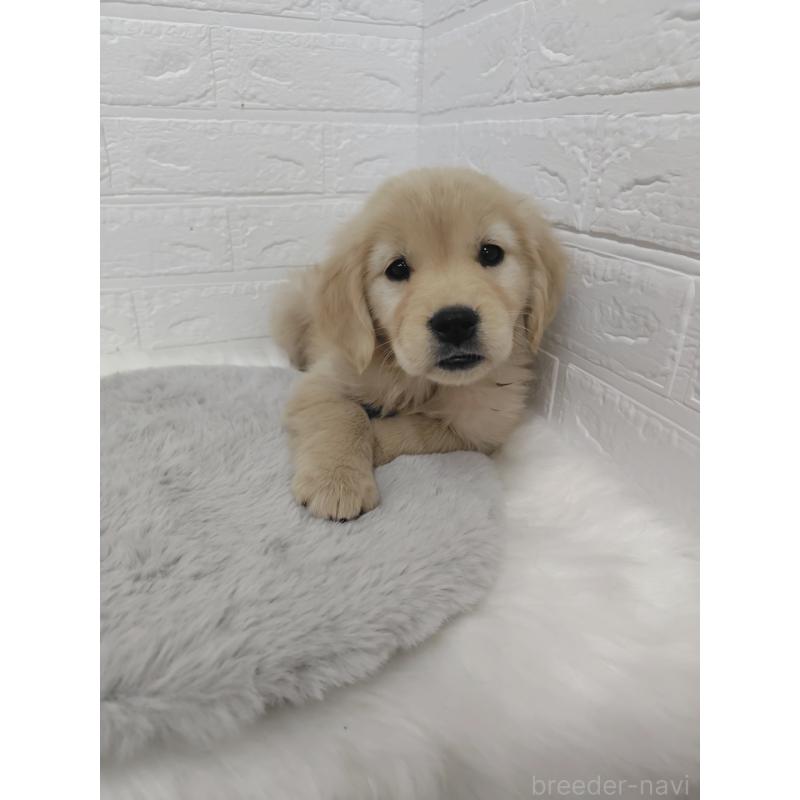 販売中の岡山県のゴールデンレトリーバー-423361の6枚目