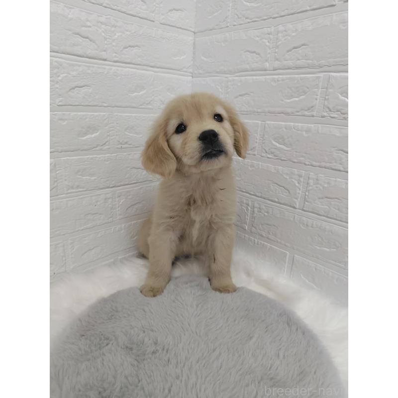 販売中の岡山県のゴールデンレトリーバー-423361の4枚目