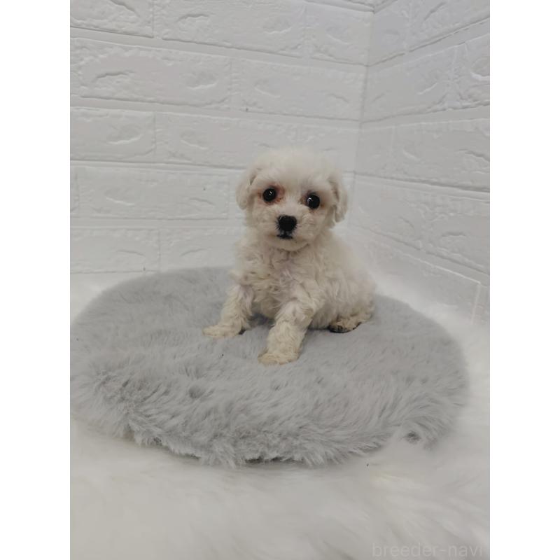 販売中の岡山県のビションフリーゼ-423363の9枚目