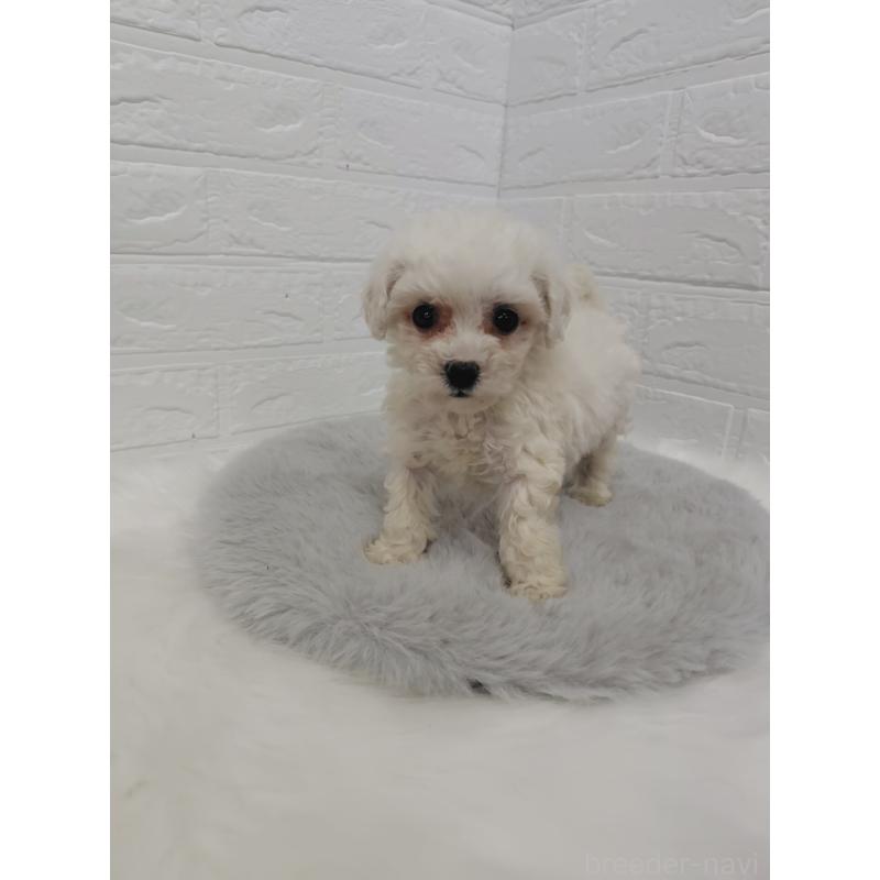 販売中の岡山県のビションフリーゼ-423363の7枚目