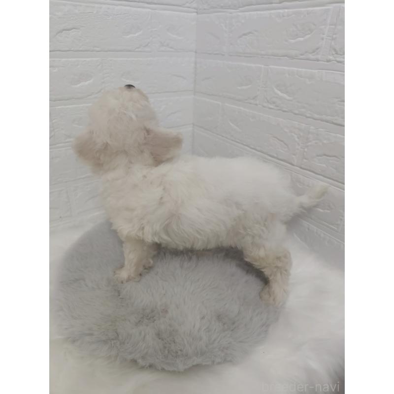 販売中の岡山県のビションフリーゼ-423364の5枚目