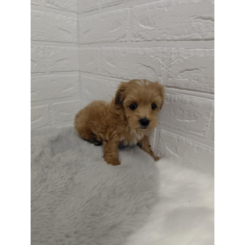 販売中の岡山県のマルプー:マルチーズ×トイプードル-423365の8枚目