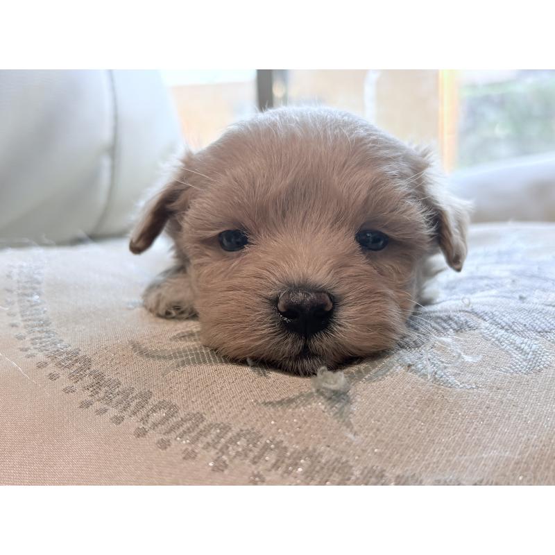 販売中の茨城県のマルプー:マルチーズ×トイプードル-423370の4枚目