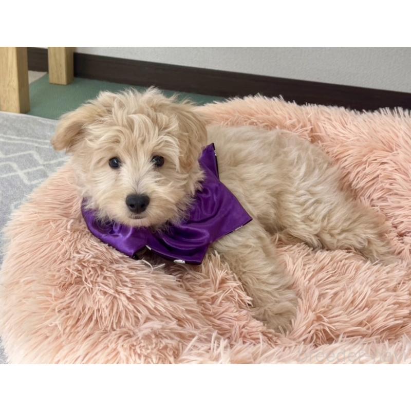 販売中の福岡県のポメプー:ポメラニアン×トイプードル-406553の16枚目