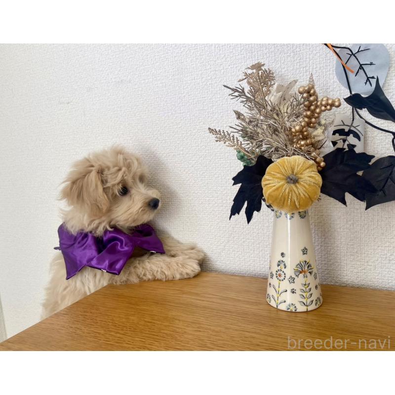 販売中の福岡県のポメプー:ポメラニアン×トイプードル-406553の15枚目