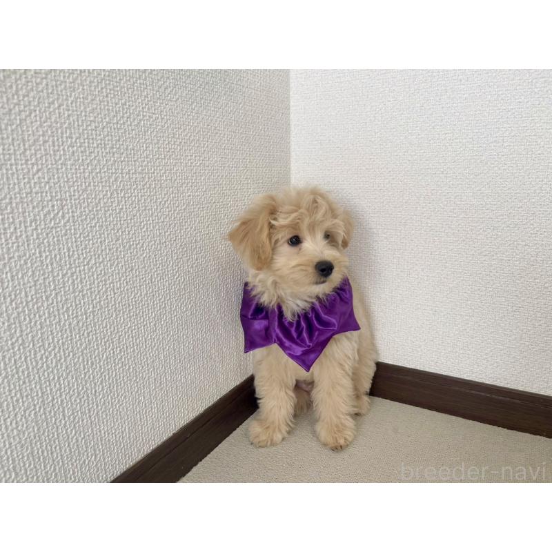 販売中の福岡県のポメプー:ポメラニアン×トイプードル-406553の14枚目