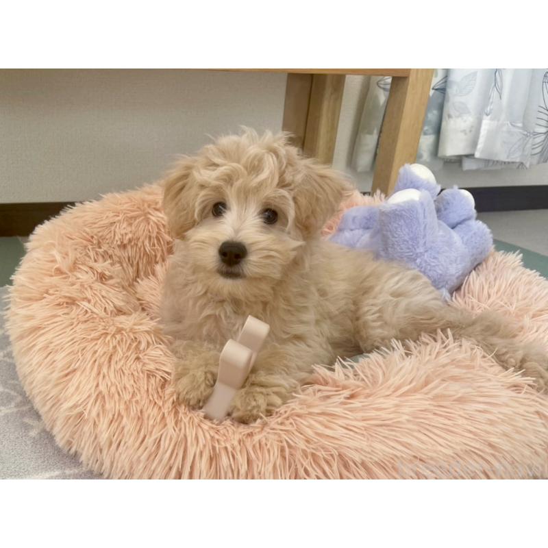 販売中の福岡県のポメプー:ポメラニアン×トイプードル-406553の13枚目