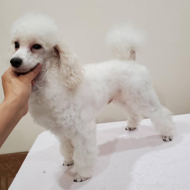 販売中の大阪府のトイプードル-423373の7枚目