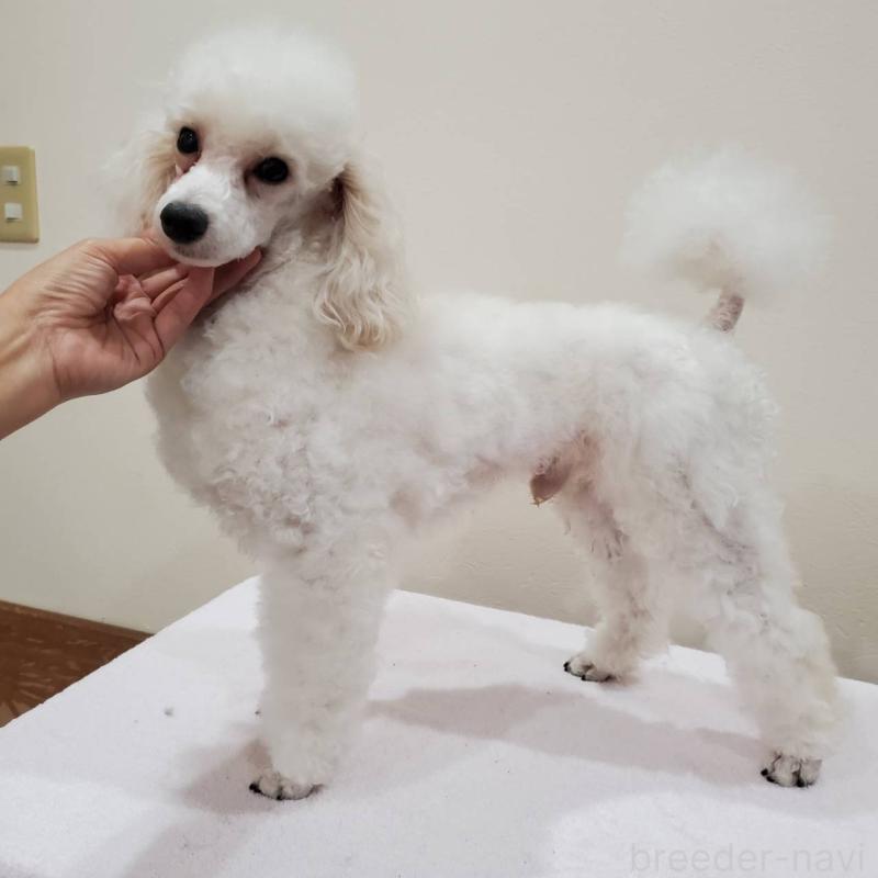 販売中の大阪府のトイプードル-423373の4枚目