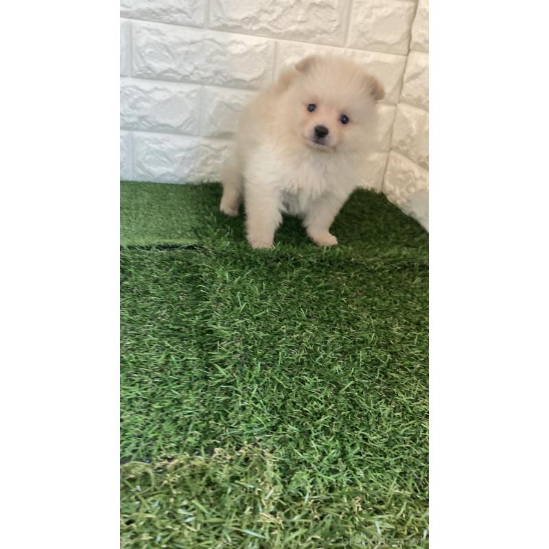 販売中の東京都のポメラニアン-423368の8枚目