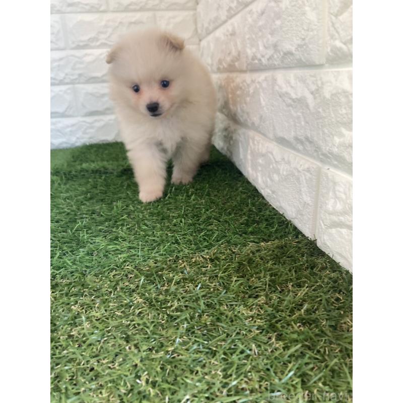 販売中の東京都のポメラニアン-423368の7枚目