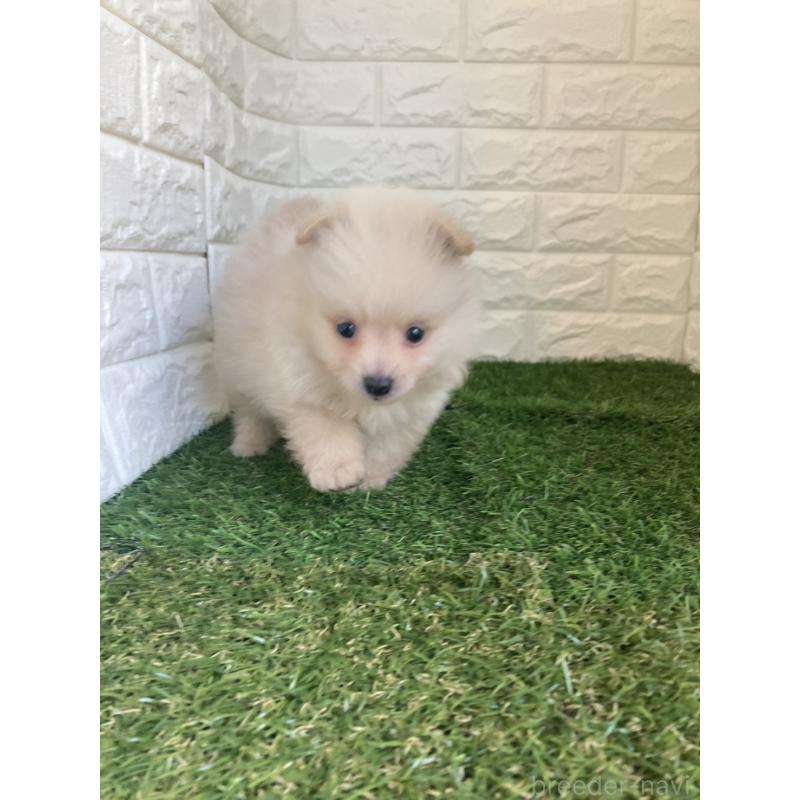 販売中の東京都のポメラニアン-423368の6枚目