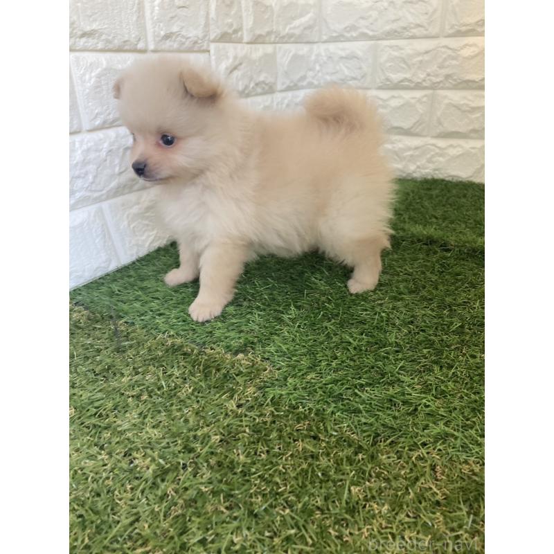 販売中の東京都のポメラニアン-423368の2枚目