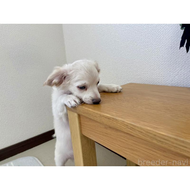 販売中の福岡県のチワプー:チワワ×トイプードル-405035の5枚目