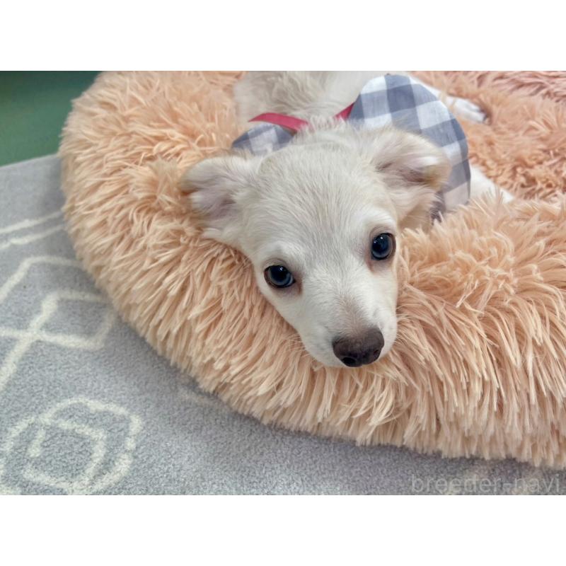 販売中の福岡県のチワプー:チワワ×トイプードル-405035の4枚目