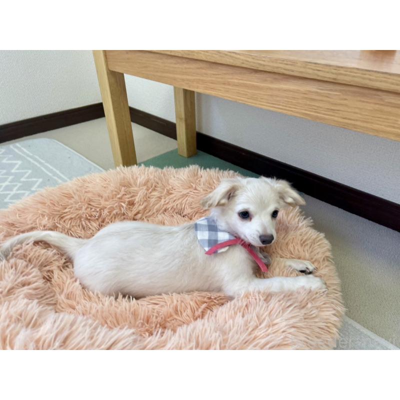 販売中の福岡県のチワプー:チワワ×トイプードル-405035の3枚目