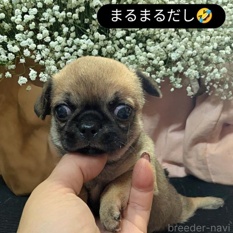 販売中ののチワワ(スムースコート)-423369