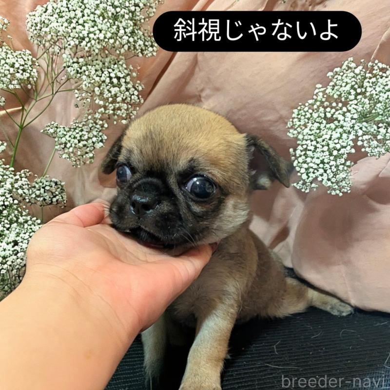 販売中の静岡県のチワワ(スムースコート)-423369の5枚目