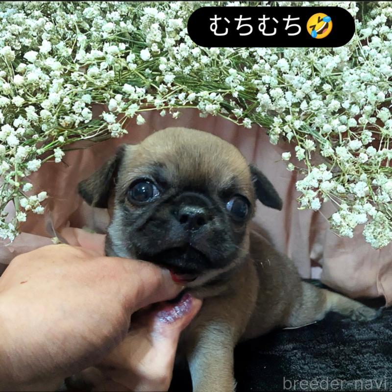 販売中の静岡県のチワワ(スムースコート)-423369の4枚目