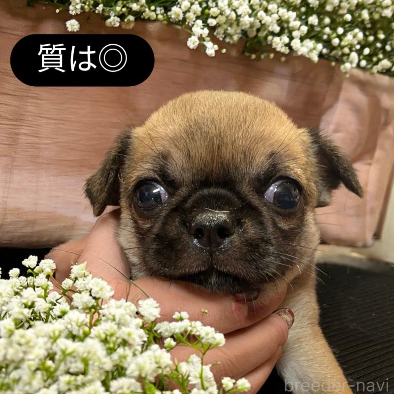 販売中の静岡県のチワワ(スムースコート)-423369の3枚目