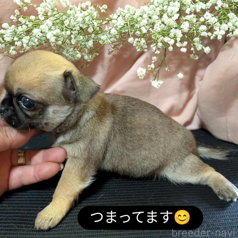 販売中の静岡県のチワワ(スムースコート)-423369の2枚目