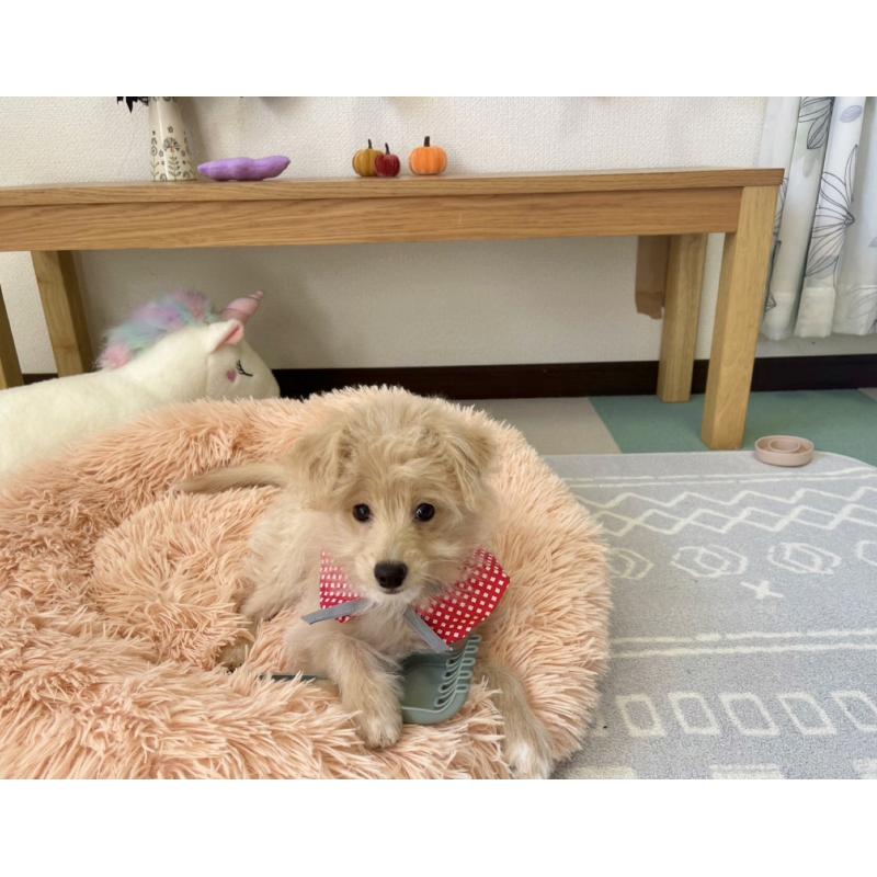 販売中の福岡県のポメプー:ポメラニアン×トイプードル-406552の7枚目