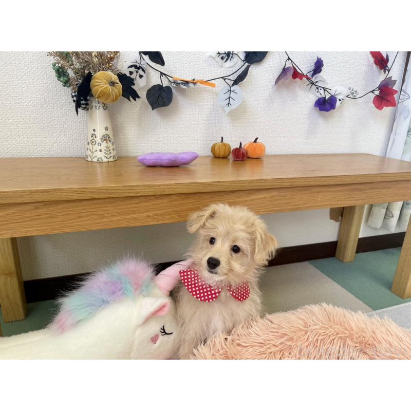 販売中の福岡県のポメプー:ポメラニアン×トイプードル-406552の6枚目