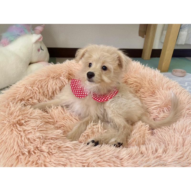 販売中の福岡県のポメプー:ポメラニアン×トイプードル-406552の5枚目