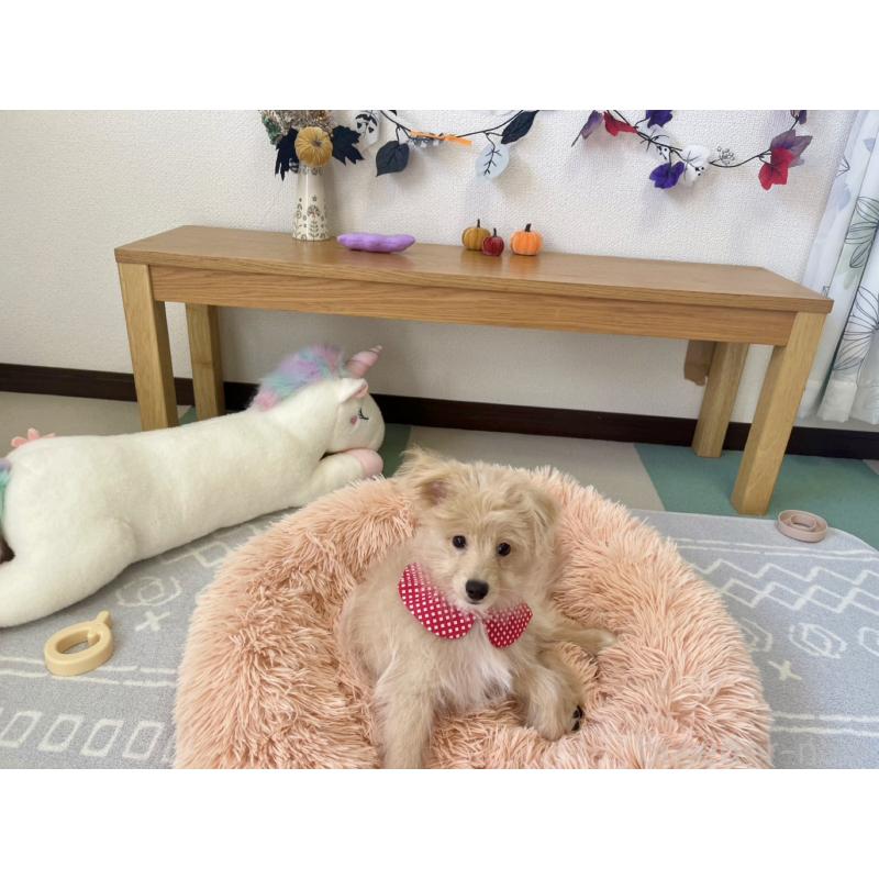 販売中の福岡県のポメプー:ポメラニアン×トイプードル-406552の4枚目