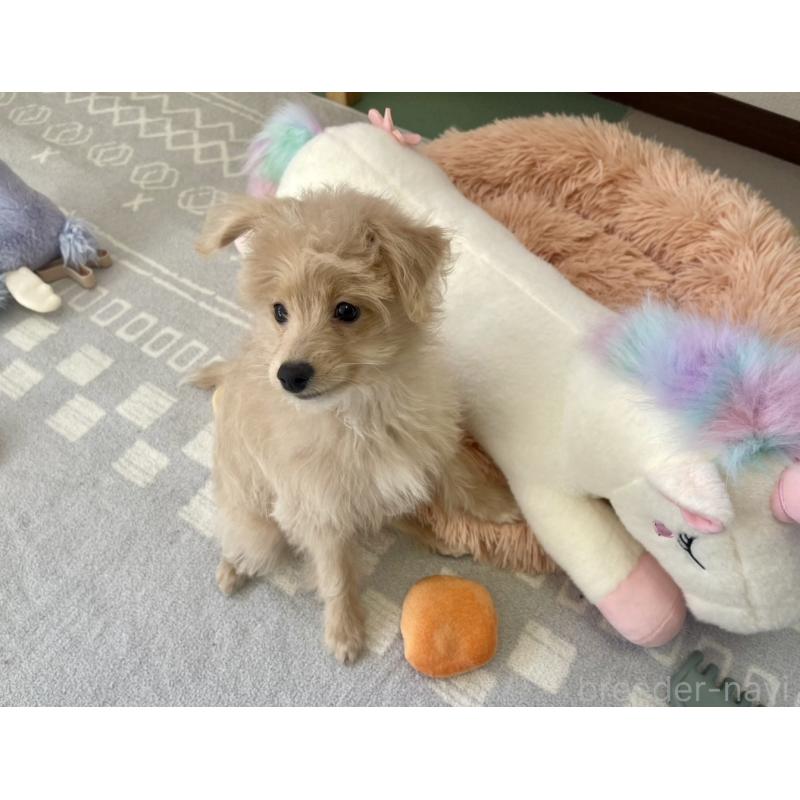 販売中の福岡県のポメプー:ポメラニアン×トイプードル-406552の3枚目