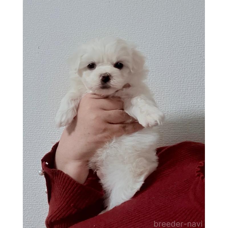 販売中の山形県のミックス犬-423372の5枚目