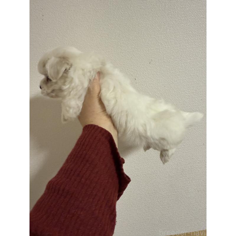 販売中の山形県のミックス犬-423372の3枚目