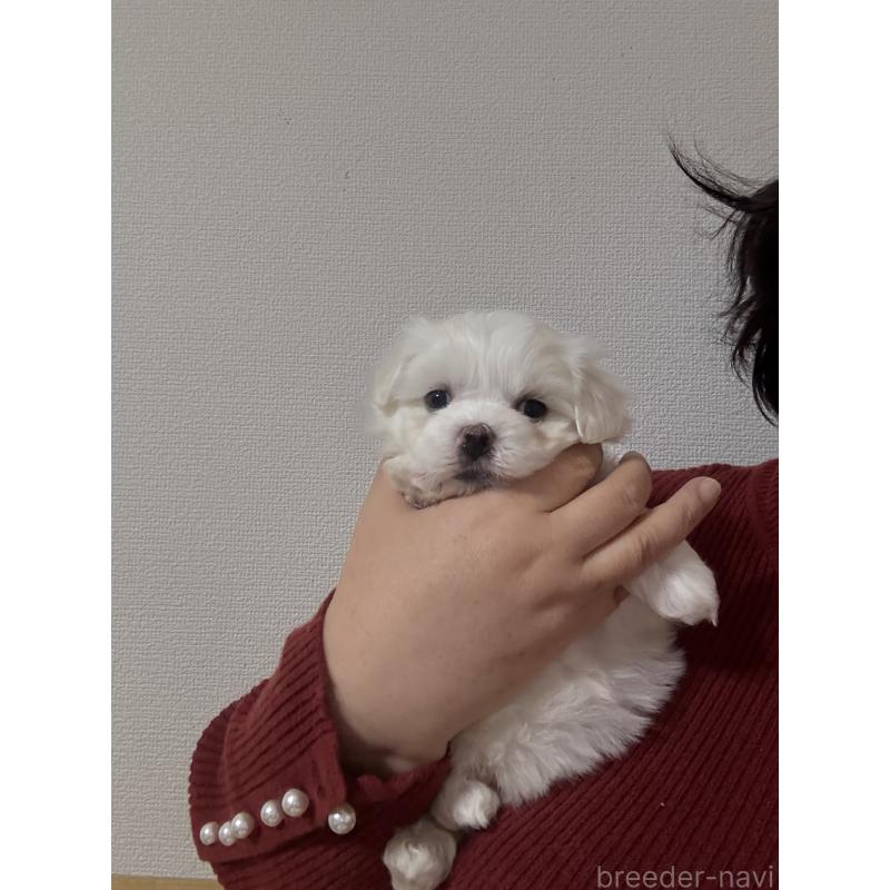 販売中の山形県のミックス犬-423372の2枚目