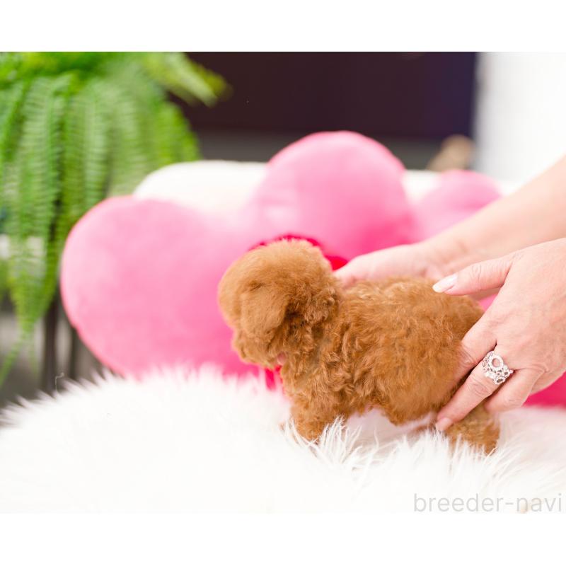 販売中の千葉県のティーカッププードル-423374の5枚目