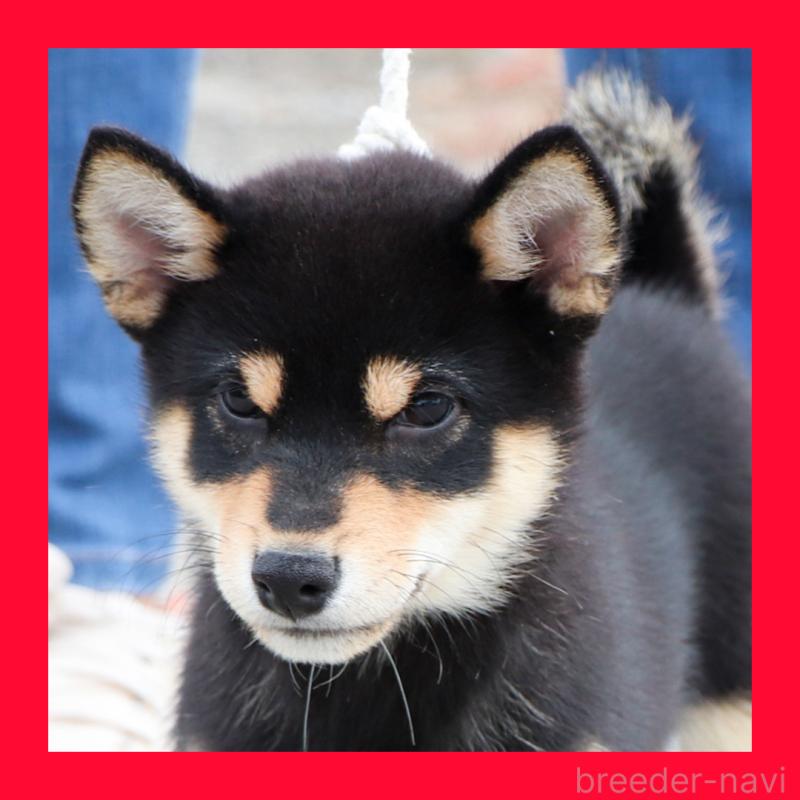 販売中の愛知県の柴犬-410462