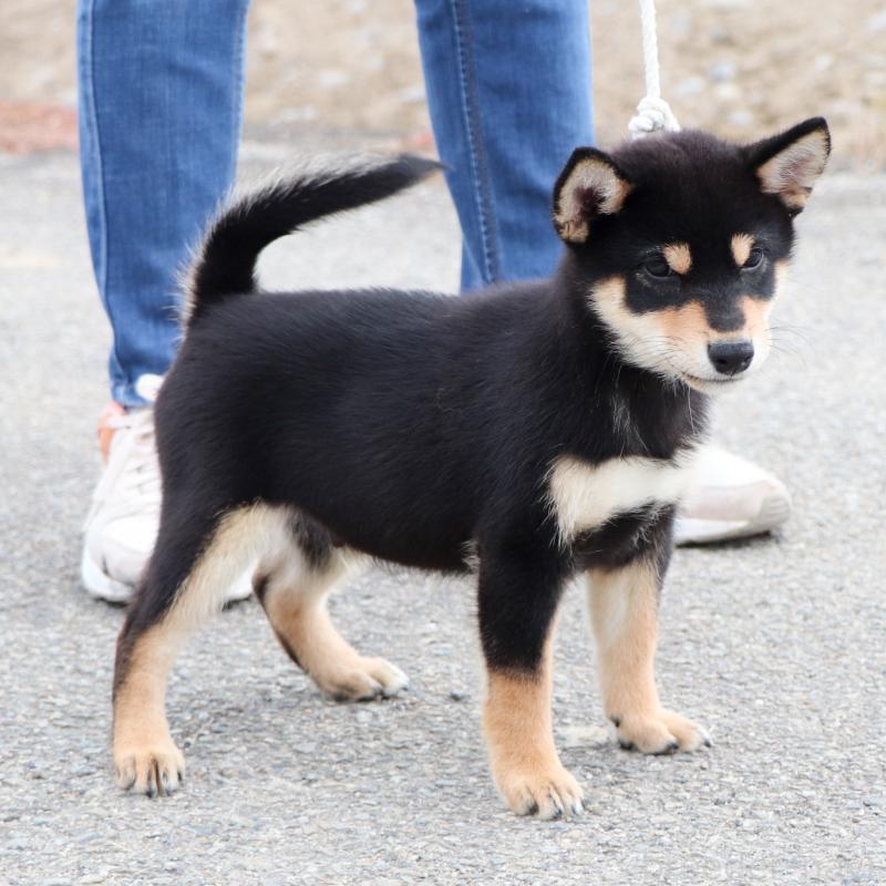 販売中の愛知県の柴犬-410462の3枚目