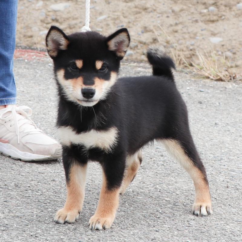 販売中の愛知県の柴犬-410462の2枚目
