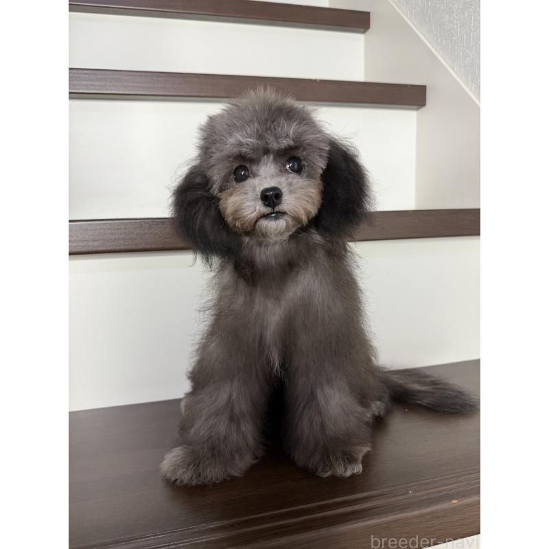 販売中の大阪府のタイニープードル-403986の3枚目