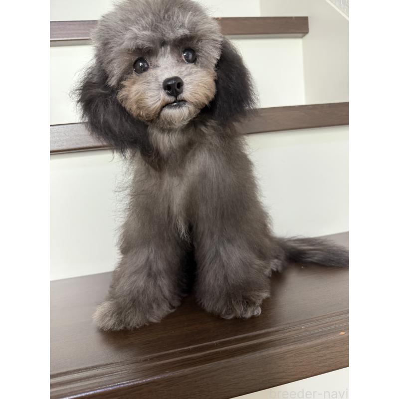 販売中の大阪府のタイニープードル-403986の2枚目