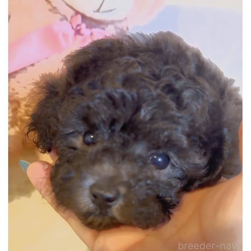 販売中の沖縄県のタイニープードル-423376の6枚目