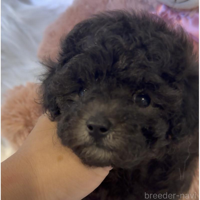 販売中の沖縄県のタイニープードル-423376の4枚目